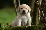 LABRADOR 1311